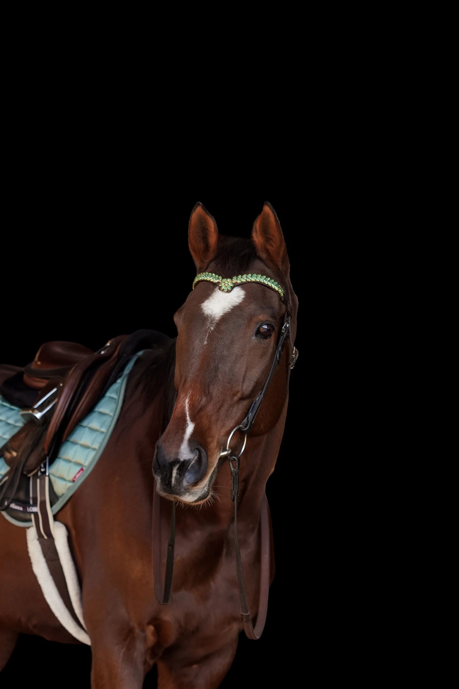 Quinn wearing her bridle and saddle, photographed against a dark background